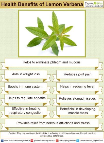 Lemon Verbena: Tasty Herb & Tea (+5 Health Benefits) - Dr. Axe