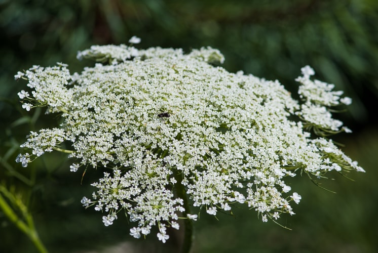 Queen Anne's Lace: Edible, Medicinal, Cautions & Other Uses 